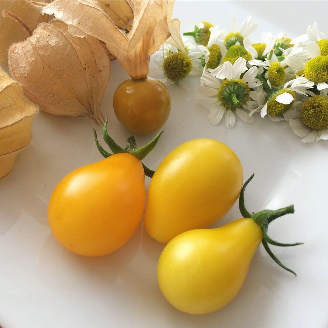 Yellow Pear Tomatoes
