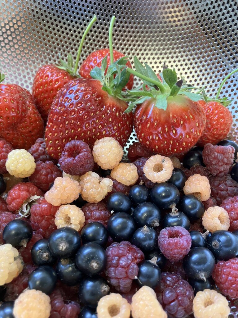 Strawberries, Raspberries, and Black Currants in a stainless steel colander.